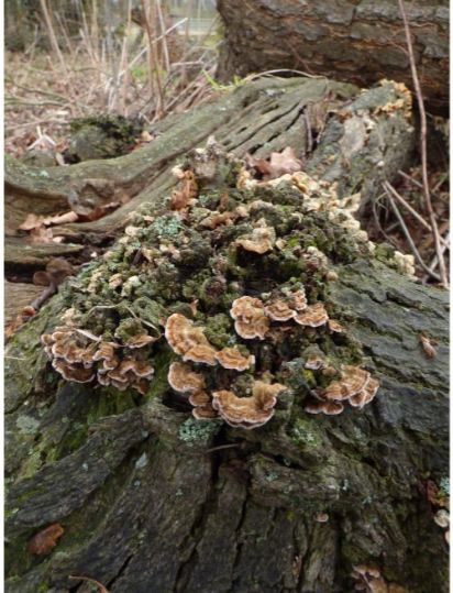 Fruit bodies on oak in Epping Forest, UK.
